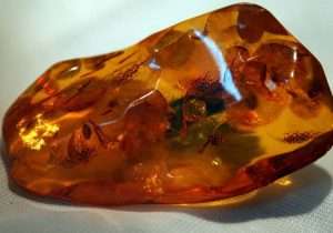 Read more about the article The Origin of Amber